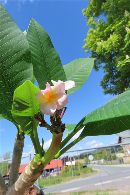Plumeria Dwarf – Bild 4