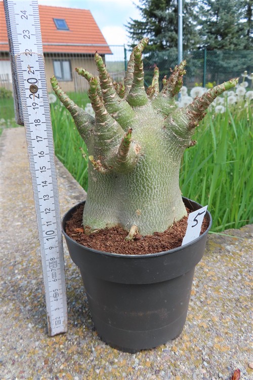 Adenium Baobab – Bild 2