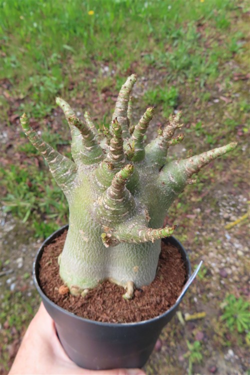Adenium Baobab – Bild 3