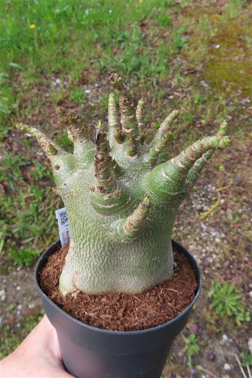 Adenium Baobab – Bild 4