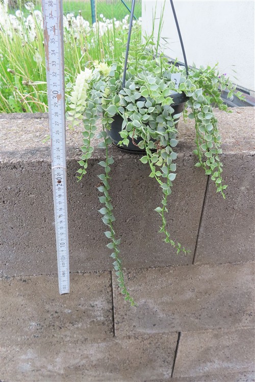 Dischidia ruscifolia variegata – Bild 2