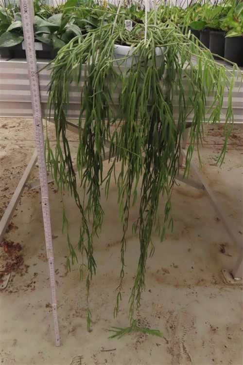 Hoya linearis – Bild 3