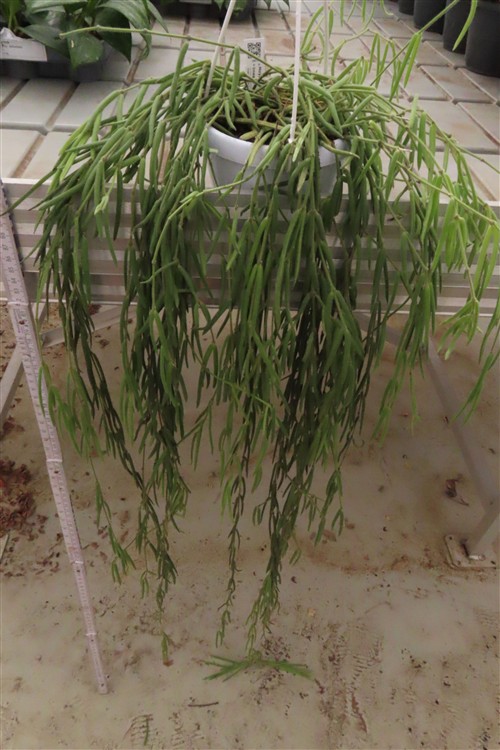 Hoya linearis – Bild 2