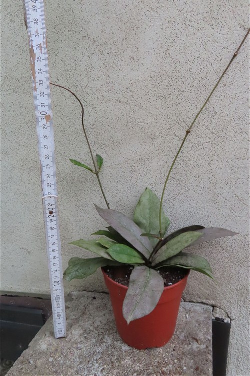 Hoya Mitrata silver – Bild 3