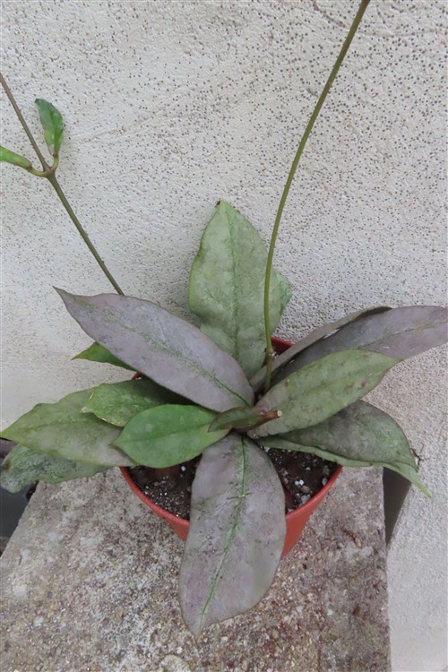 Hoya Mitrata silver – Bild 4