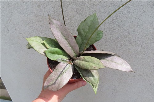 Hoya Mitrata silver – Bild 2