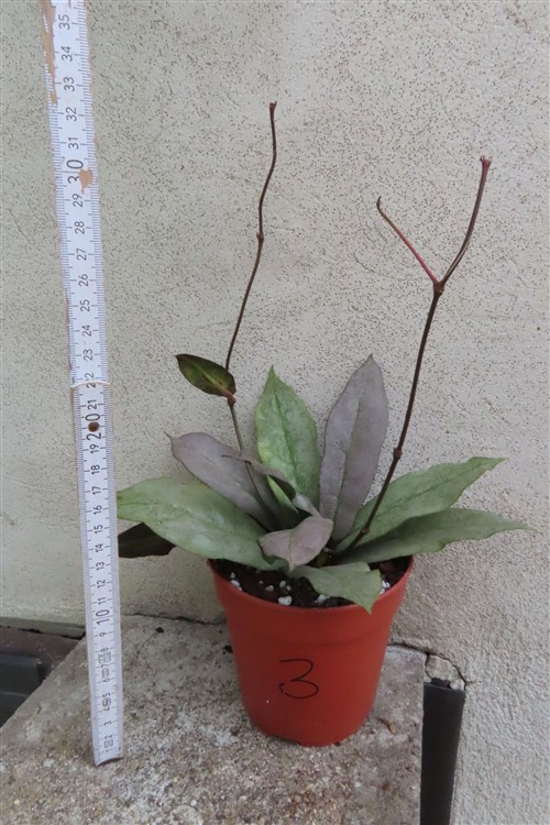 Hoya Mitrata silver – Bild 4