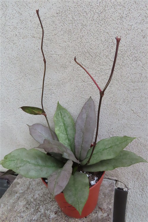 Hoya Mitrata silver – Bild 3