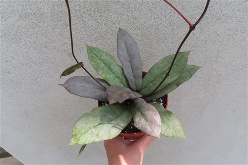 Hoya Mitrata silver – Bild 2