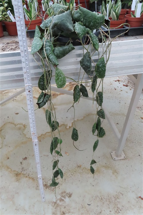 Hoya imbricata – Bild 4