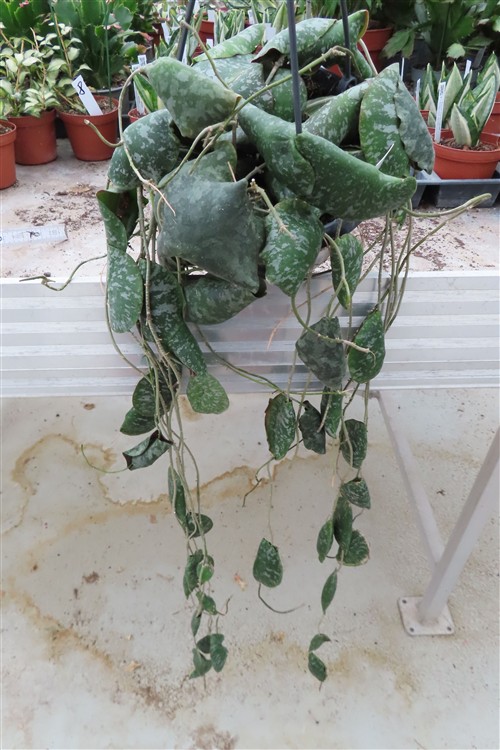 Hoya imbricata – Bild 3