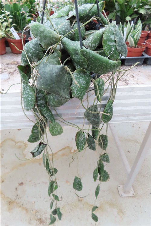 Hoya imbricata – Bild 2