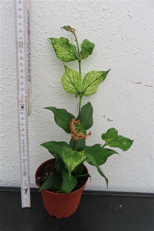 Hoya polyneura – Bild 2