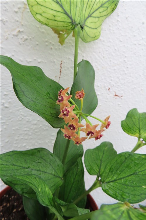 Hoya polyneura – Bild 3