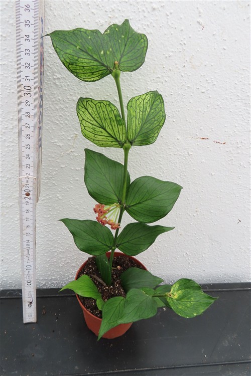 Hoya polyneura – Bild 2
