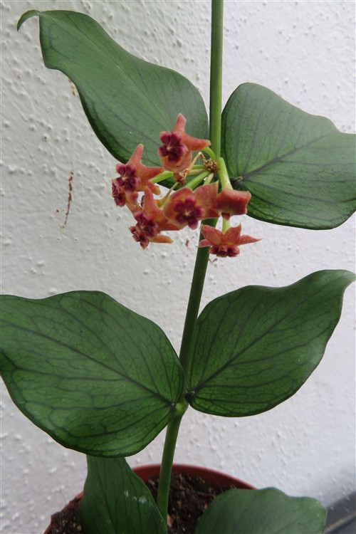 Hoya polyneura – Bild 3