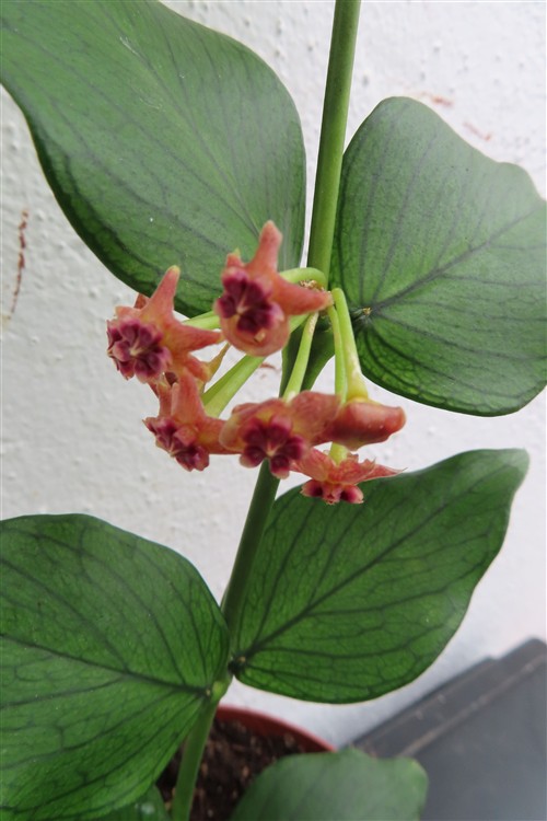 Hoya polyneura – Bild 4