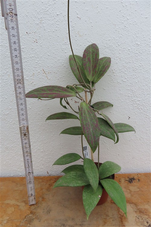 Hoya wibergiae – Bild 3