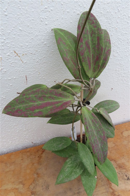 Hoya wibergiae – Bild 2