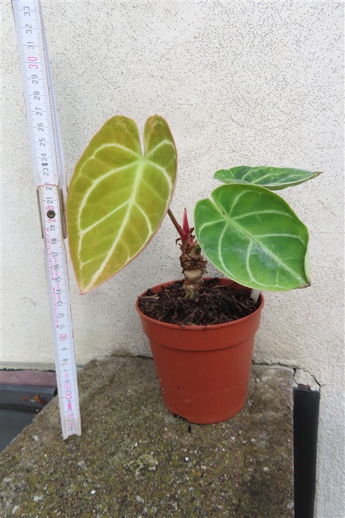 Anthurium crystallinum – Bild 3