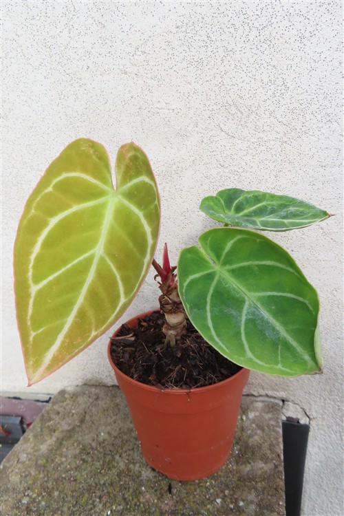 Anthurium crystallinum – Bild 2