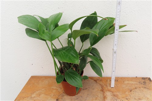 Epipremnum pinnatum Dragon Tail – Bild 2