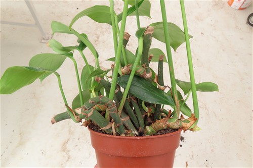 Epipremnum pinnatum Dragon Tail – Bild 3