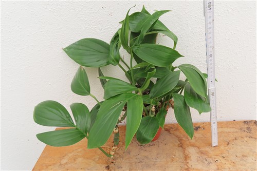 Epipremnum pinnatum Dragon Tail – Bild 2