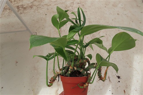 Epipremnum pinnatum Dragon Tail – Bild 3