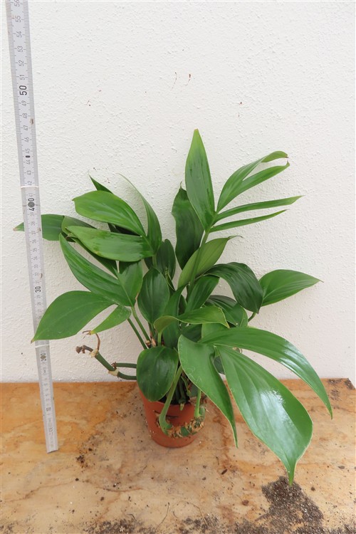 Epipremnum pinnatum Dragon Tail – Bild 2