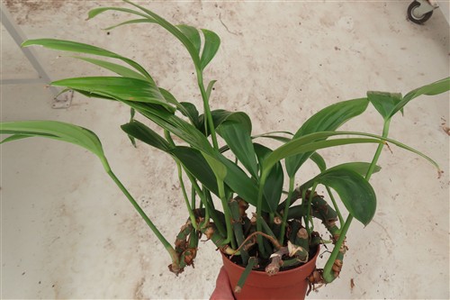 Epipremnum pinnatum Dragon Tail – Bild 3