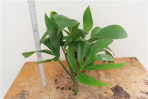 Epipremnum pinnatum Dragon Tail – Bild 2