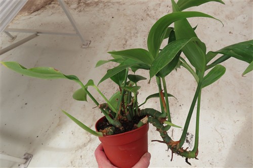 Epipremnum pinnatum Dragon Tail – Bild 3