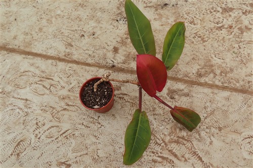Philodendron Prince of Orange – Bild 2