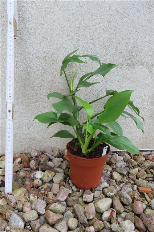 Rhaphidophora tetrasperma – Bild 2