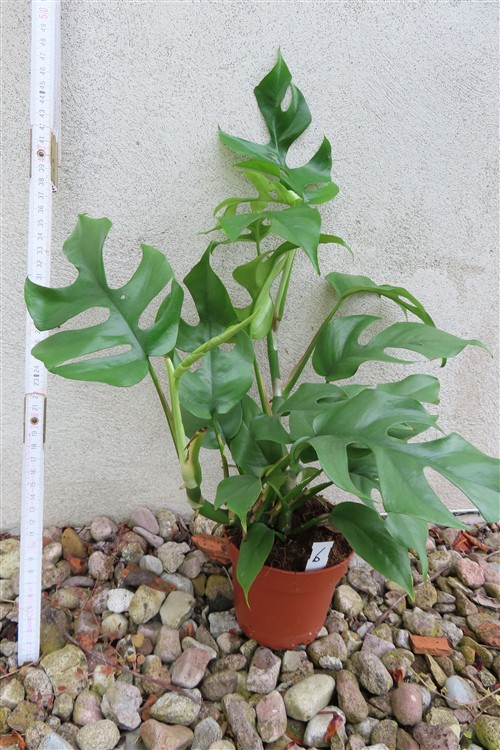 Rhaphidophora tetrasperma – Bild 2