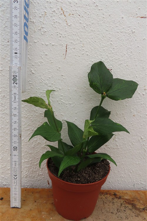 Hoya polyneura – Bild 2