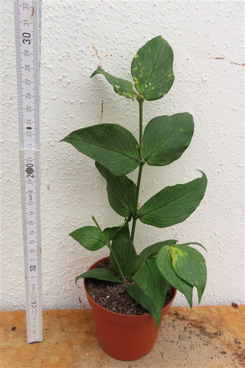 Hoya polyneura – Bild 2