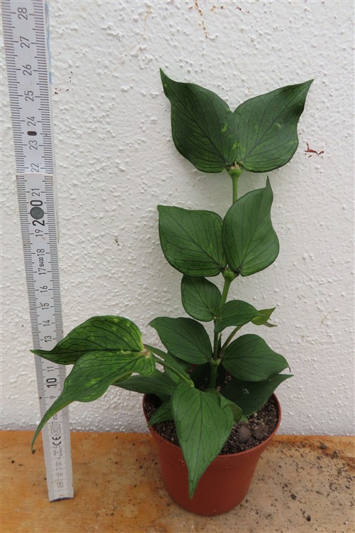 Hoya polyneura – Bild 2