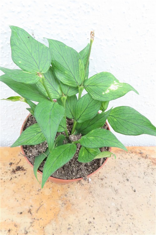 Hoya polyneura – Bild 2