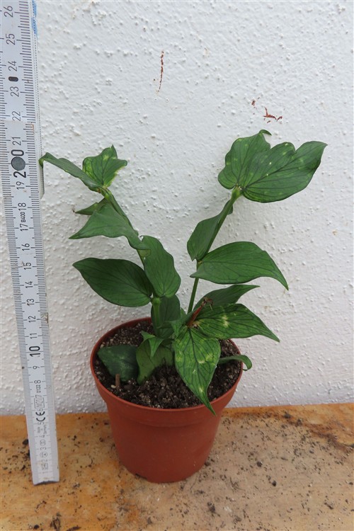 Hoya polyneura – Bild 2