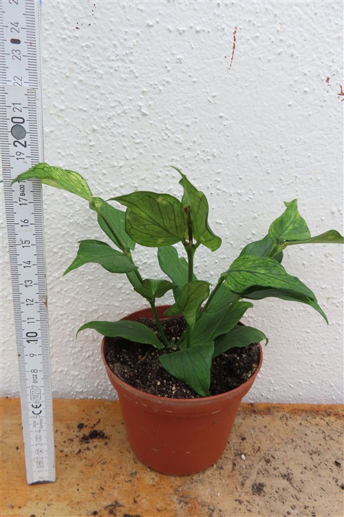 Hoya polyneura – Bild 2
