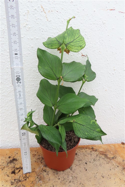 Hoya polyneura – Bild 2