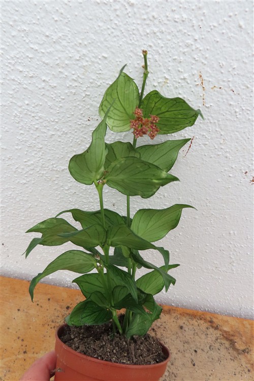 Hoya polyneura – Bild 3