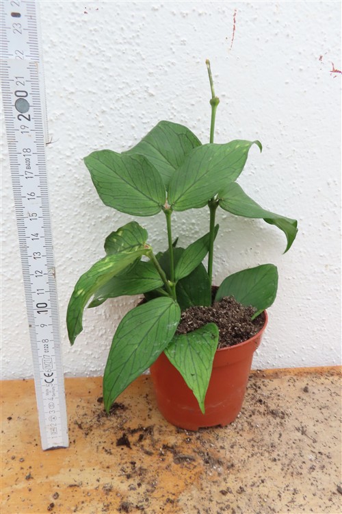 Hoya polyneura – Bild 2