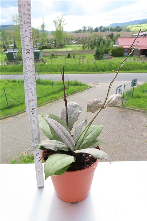 Hoya Mitrata silver – Bild 2