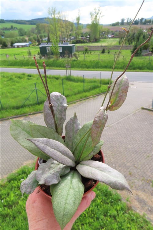Hoya Mitrata silver – Bild 3