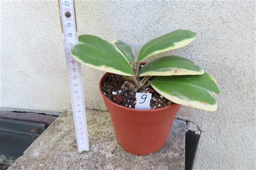 Hoya kerrii variegata – Bild 2