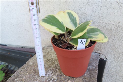 Hoya kerrii variegata – Bild 2