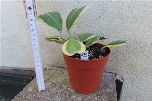 Hoya kerrii variegata – Bild 2